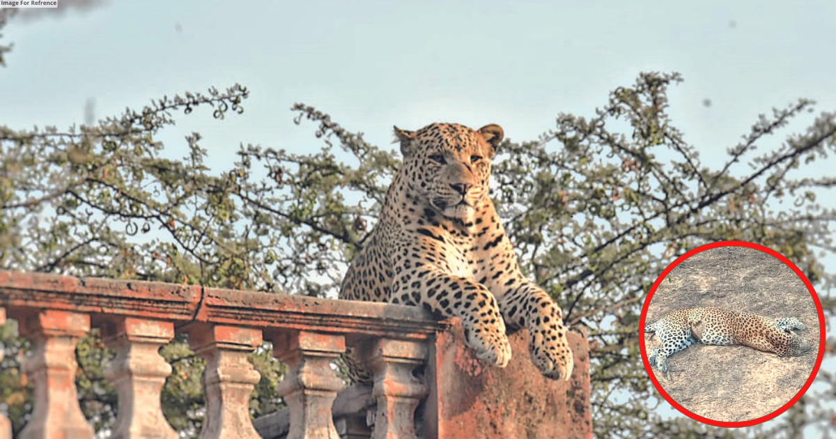 ‘Nakul’ dies in Amagarh; ‘Rana’ climbs watch tower